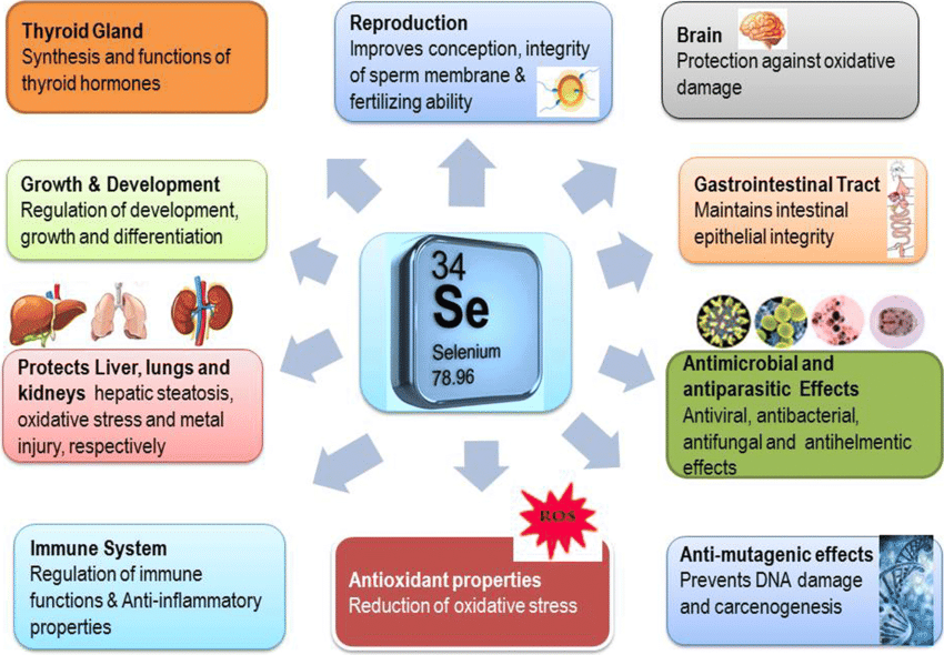 Selenium: Function, Deficiencies, and Best Sources – McIsaac Health